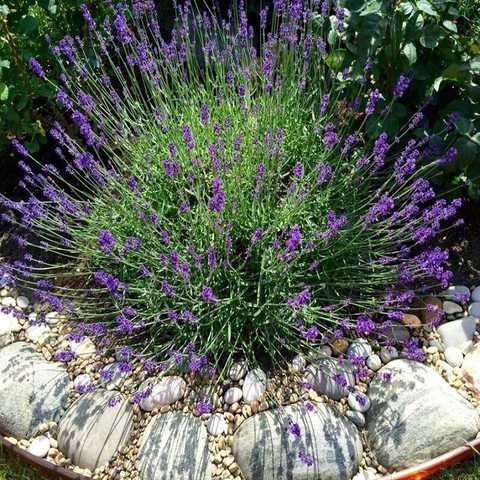 Sorter och hybrider av Lavendel Hidcote