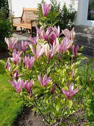 Magnolia Susans Blommor